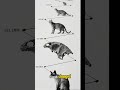 Cats Are Not From Earth? #cat #animals #wildlife
