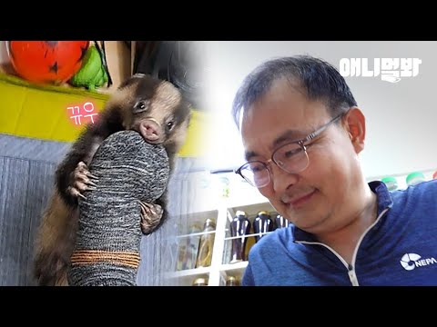아기 오소리와 한 남자의 감동 실화😢😭ㅣBaby Honey Badger That Thinks a Man As Its Mom