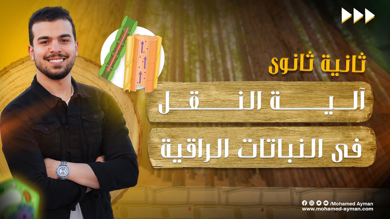 آلية النقل فى النباتات الراقية🌱- أحياء 2 ثانوى - لا خشب بيخوفنا ولا لُحاء بيهدنا✌️💪🏽🎁