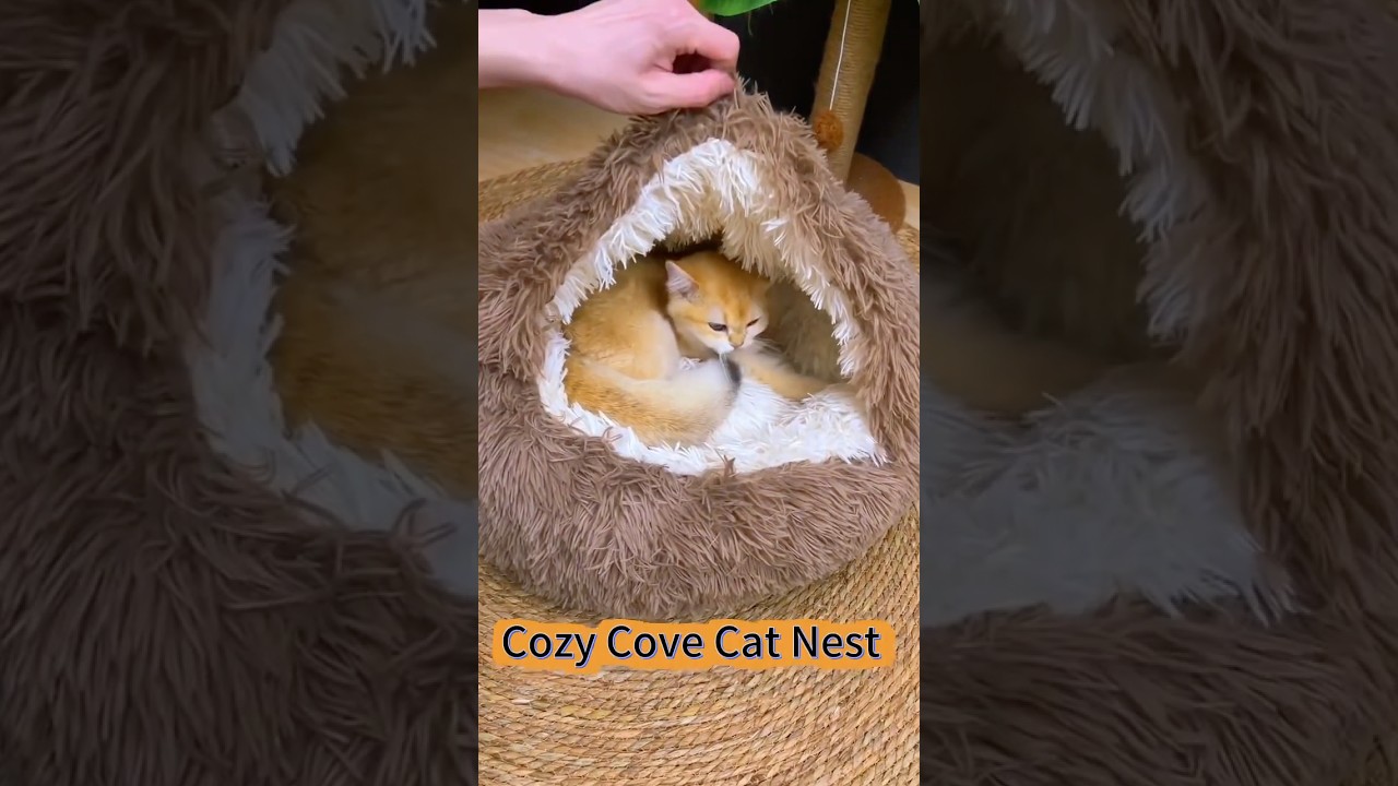 Cozy Cove Cat Bed: The Ultimate Cat Comfort Experience! 😻