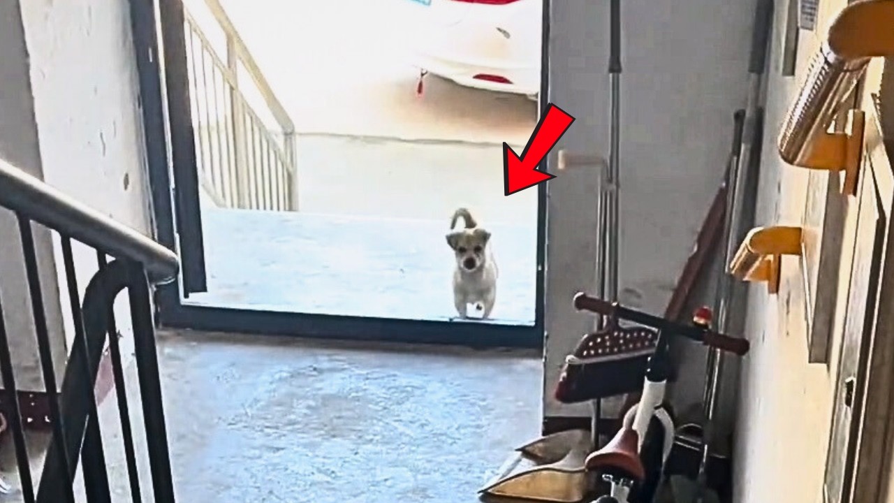 Бродячая собака каждый день приходит играть с моей; дружба ценна, я решил(а) приютить её.