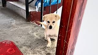 Sokak köpeği her gün köpeğime geliyor ve oynuyor; bu dostluk değerli, onu sahiplendim.