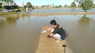 Mancing Belut Di Sawah Pasang Surut Lucu Belutnya Keluar