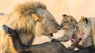 Aslan Krallığı Devlerin Avcısı Nat Geo Wild 2020 Türkçe Belgeseli #belgesel #natgeowild #aslan