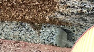 Barnacles Removal: Satisfying ASMR Cleaning on a Boat Deck – ASMR No Talking