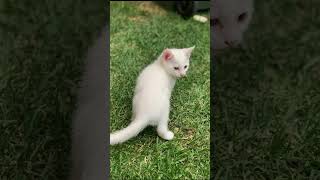 Funny cat photos#cats #photography