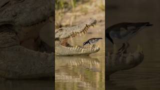Inside of crocodile mouth # Egyptian plover # viral reel