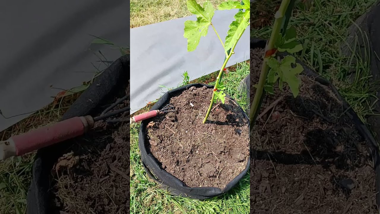 If You Have Open Space Be Underneath Your Plants Feel Free To Plant More Or Flowers