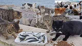 I bought all the fresh fish in the fish store and fed all the stray cats with raw fish. Cat Love by Adorable Paws 158,335 views 1 month ago 9 minutes, 2 seconds