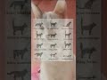 edición de gato