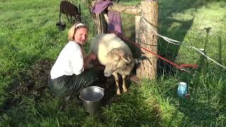 Milking my sheep to make Greek yogurt