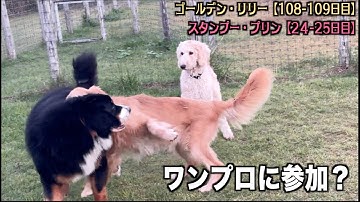 まだまだ後ろからしか参加できないなぁ【リリー108 109日目・プードル24 25日目】