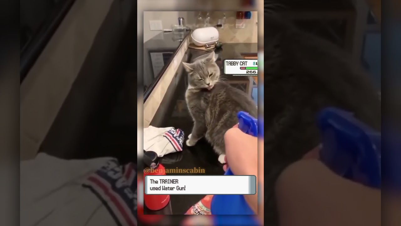 The Trainer used Water Gun! 