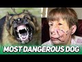 TOP 10 MOST DANGEROUS DOG BREEDS IN THE WORLD 2021