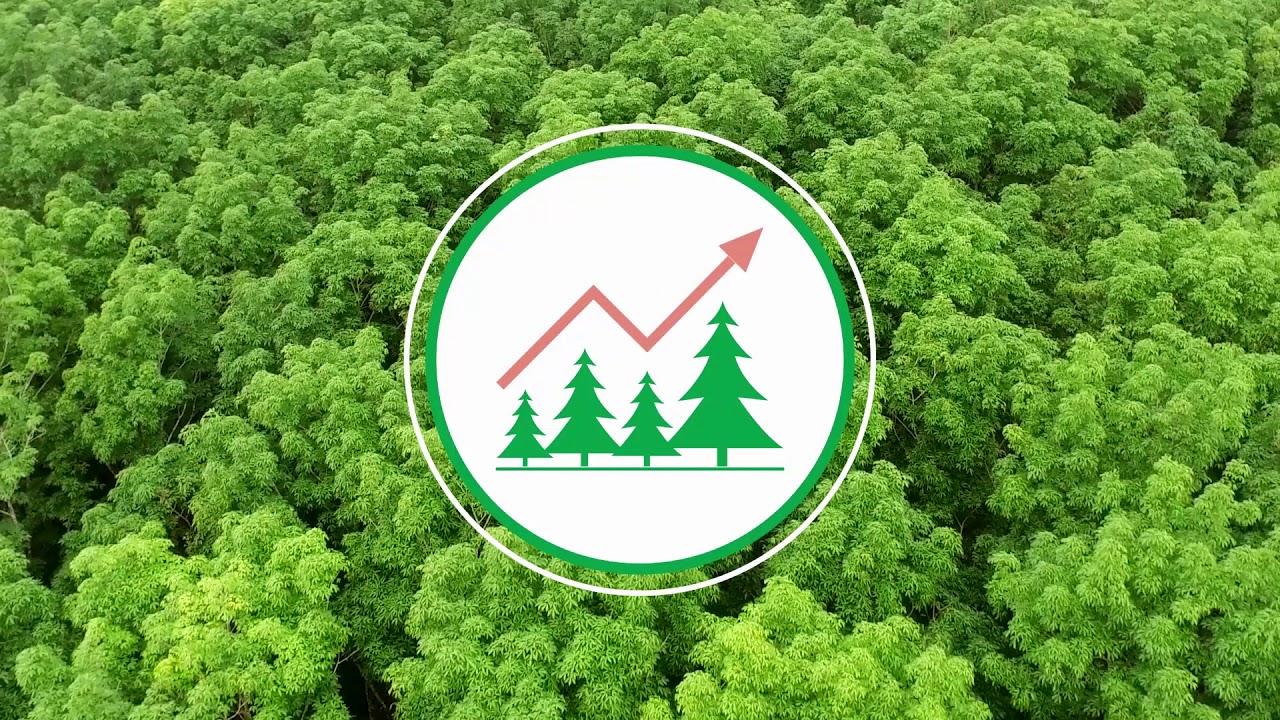 Plantaciones Forestales Comerciales