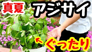 アジサイ ぐったり 緊急事態 Youtube アジサイ ぐったり 緊急事態 Youtube