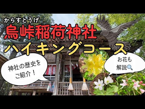 【低山登山】烏峠(からすとうげ)コースレポート 泉崎駅から烏峠稲荷神社までハイキング! 山野草の解説・草花の名前の調べ方もご紹介!
