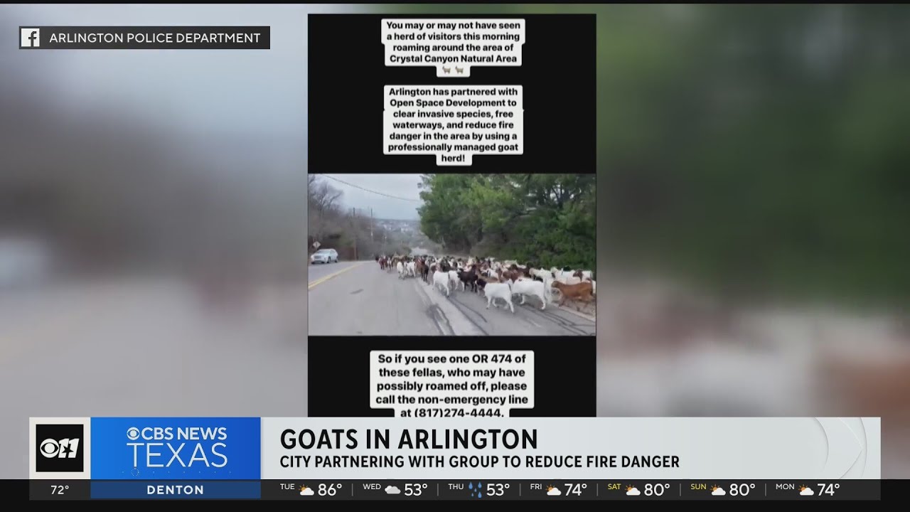 Hundreds of goats roam Arlington Tuesday morning YouTube
