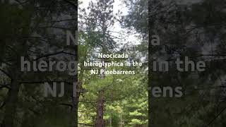 Neocicada hieroglyphica in the NJ Pine Barrens #cicada