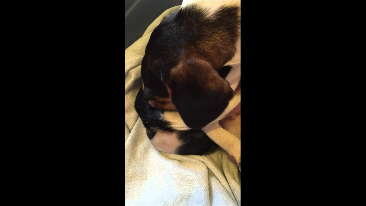 Beagle Dog Giving Birth YouTube