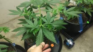 AK47 Extreme seeds day 38 of vegg