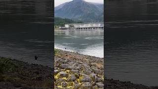 Bonneville Dam Shad fishing