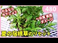 夏の宿根草の秋のお手入れ by 園芸チャンネル 480 園芸 ガーデニング 初心者