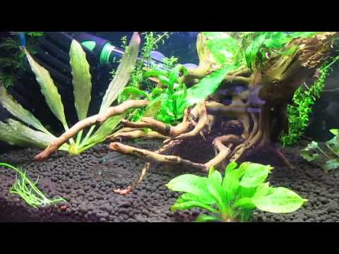 Гурами карликовый (Trichopsis pumila)