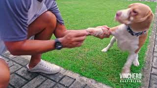 DIY Dog Nail Filer @VincheroKarpintero