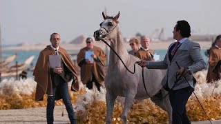 The Equestrian World of Qatar screenshot 5