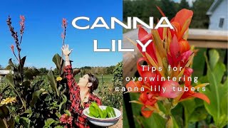 Overwintering canna lilies tubers #cannalily