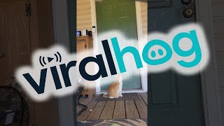 Cat Figures Out How to Knock on Door || ViralHog