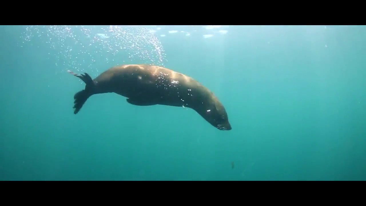 IRA JONES GLOBAL MEDIA--Video Marketing Blaster-Software