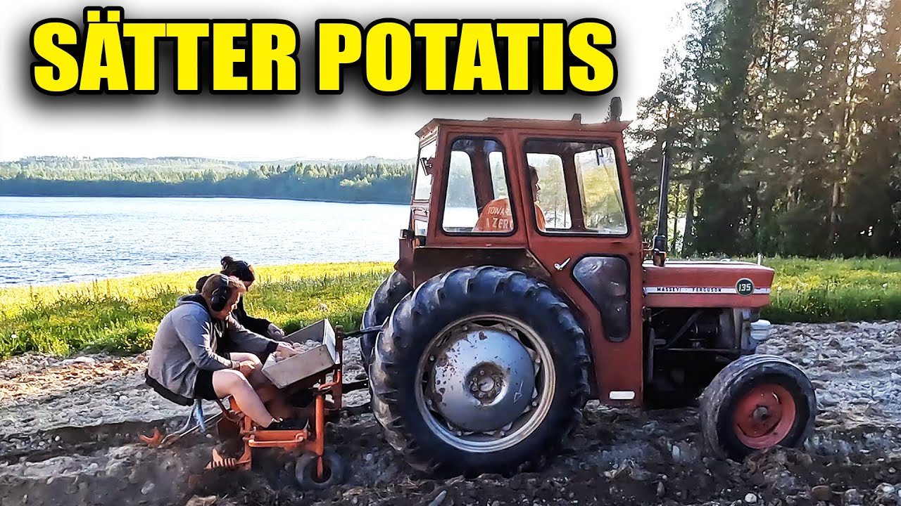SÄTTER POTATIS MED MASSEY FERGUSSON 135