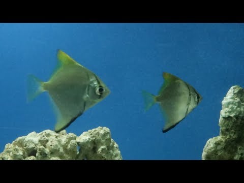Video: Månfisk: foto och beskrivning