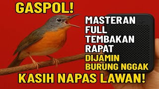 Gaspol! Masteran Full Tembakan Rapat, Dijamin Burung Nggak Kasih Napas Lawan!