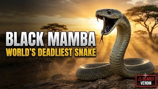Black Mamba Documentary | The World's Deadliest Snake | 4K Wildlife