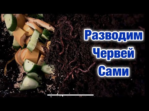 Разводим червей для рыбалки в гараже.