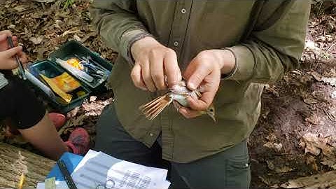 removing a geolocator that is stuck