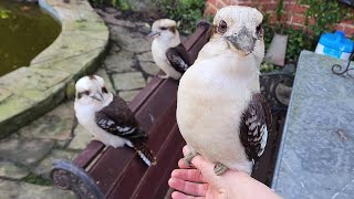 Meet my wild kookaburra mates!