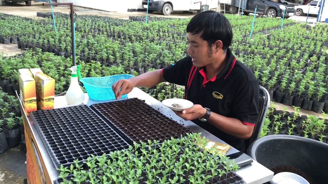 วิธีเพาะเมล็ดพันธุ์ดาวเรืองทองเฉลิม