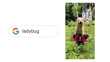 AR Insects in Google Search