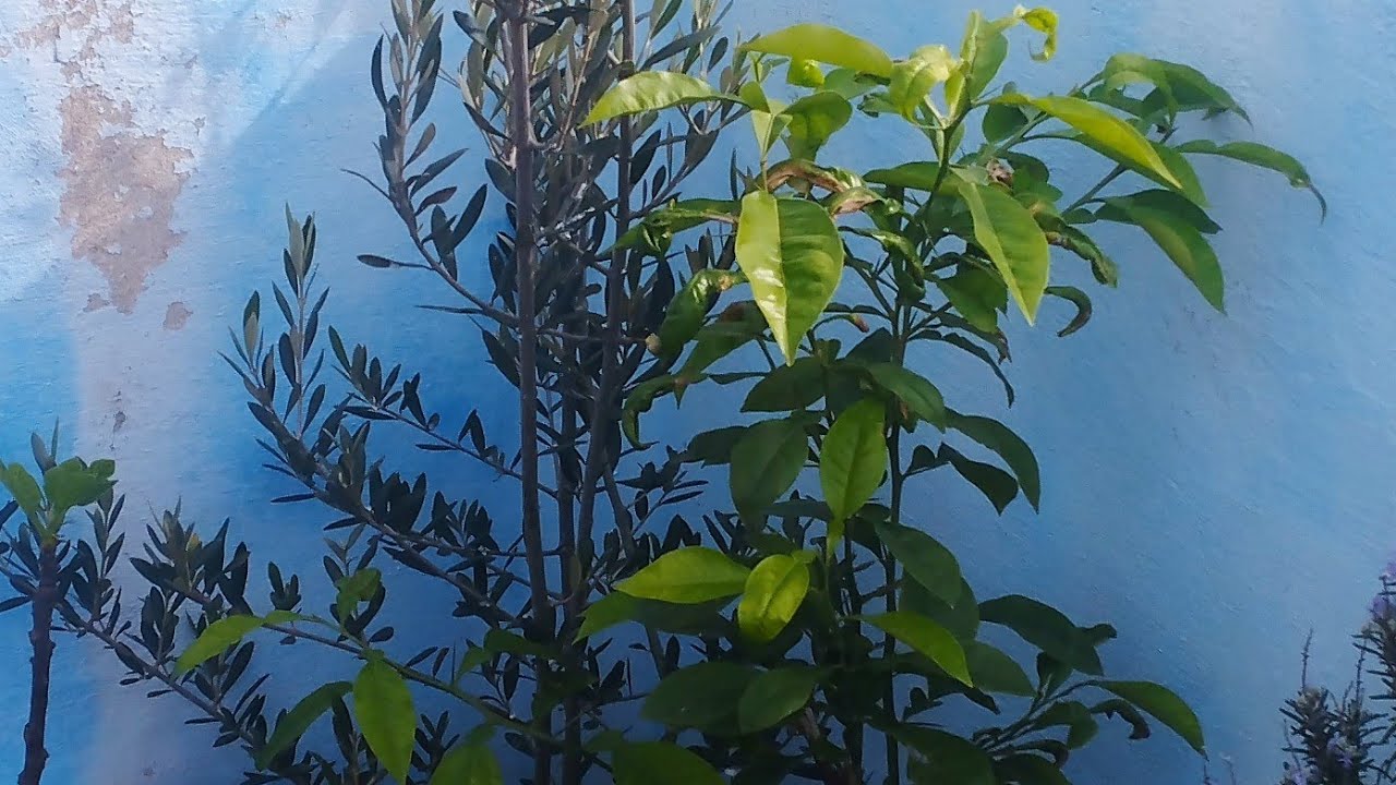 تحول مدهش بعد غياب شهرين: تجديد وتنظيف حديقتي السطحية - قبل وبعد