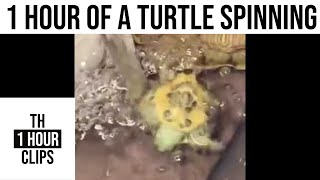 1 hour of a turtle spinning