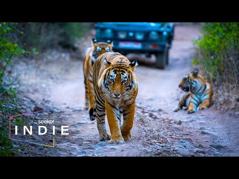 Short Film: A Doctor's Fight for Human Coexistence with India's Wildlife