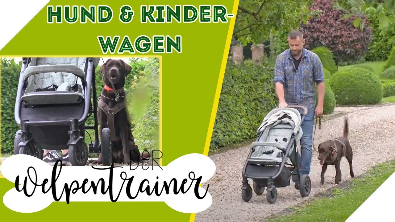 Neben dem Kinderwagen Gassi gehen: Worauf muss man achten? | Der  Welpentrainer | sixx