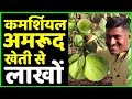 Thai7 अमरूद ने किया मालामाल🤑🤑Commercial Guava Farming in India | Fruit Farming AgriBusiness