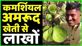 Thai7 अमरूद ने किया मालामाल??Commercial Guava Farming in India | Fruit Farming AgriBusiness