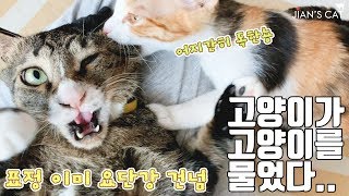 [ENG SUB] Reaction when a cat is bitten by a cat.