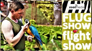 Cologne Zoo: FLIGHT SHOW in the cathedral city 🦅 | zoos.media